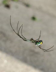 Leucauge argyrobapta