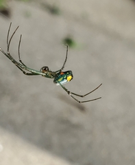 Leucauge argyrobapta