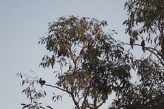 Trichoglossus moluccanus