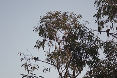 Trichoglossus moluccanus