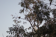 Trichoglossus moluccanus