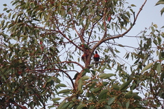 Trichoglossus moluccanus