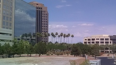 Arecaceae