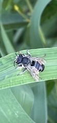 Megachile