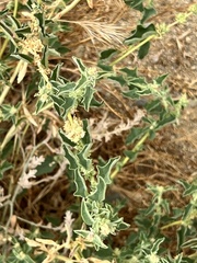 Atriplex suberecta