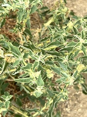 Atriplex suberecta