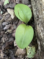 Clintonia umbellulata