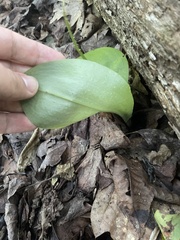 Clintonia umbellulata