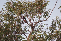 Trichoglossus moluccanus