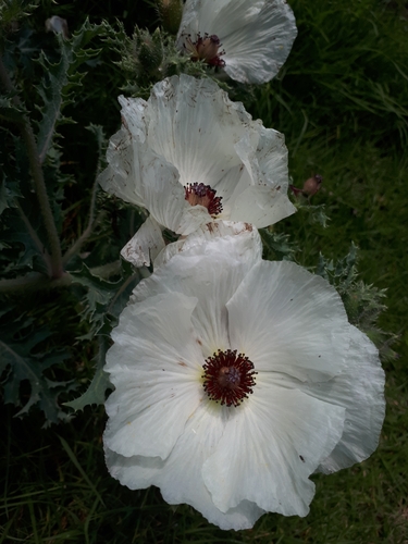 Argemone platyceras (Argemone platyceras)