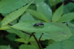 Myrmosa unicolor