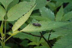 Myrmosa unicolor