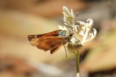 Ochlodes agricola