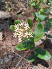 Asclepias jaliscana
