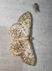 Idaea moniliata