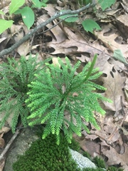 Dendrolycopodium hickeyi