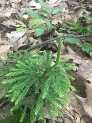 Dendrolycopodium hickeyi