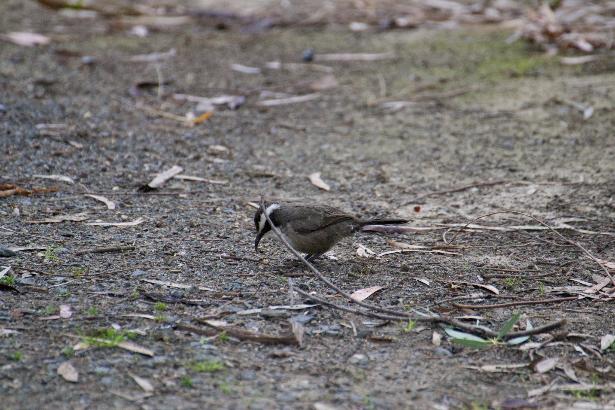 White-browed Babbler illustration
