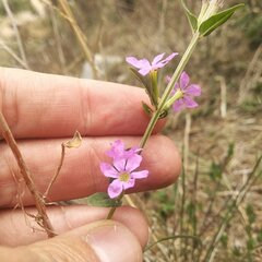 Lythrum vulneraria