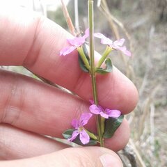 Lythrum vulneraria