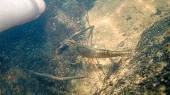 Macrobrachium venustum