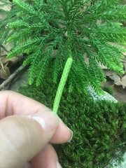 Dendrolycopodium hickeyi