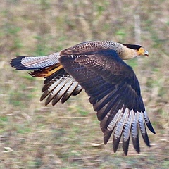 Caracara plancus