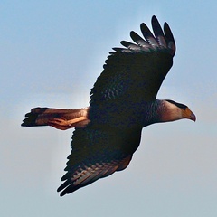 Caracara plancus