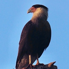 Caracara plancus