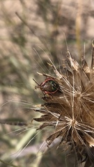 Chlorochroa persimilis