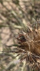 Chlorochroa persimilis