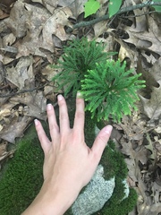 Dendrolycopodium hickeyi