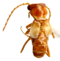 Attalusinus mexicanus