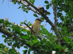 Pachyramphus