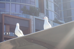 Chroicocephalus novaehollandiae