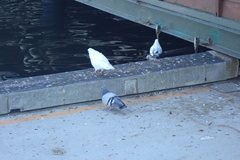 Columba livia domestica