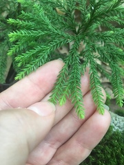 Dendrolycopodium hickeyi