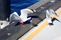 Chroicocephalus novaehollandiae