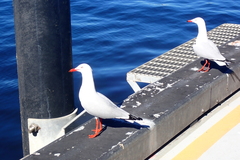 Chroicocephalus novaehollandiae