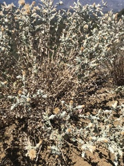 Brickellia nevinii