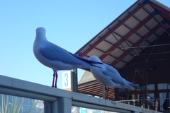 Chroicocephalus novaehollandiae