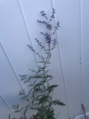 Salvia yangii