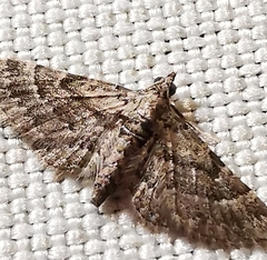 Gymnoscelis rufifasciata