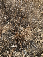 Calochortus catalinae