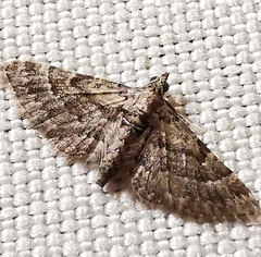 Gymnoscelis rufifasciata