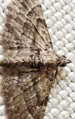 Gymnoscelis rufifasciata