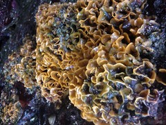 Primavelans insculpta