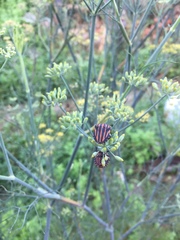 Graphosoma rubrolineatum