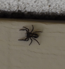 Platycryptus californicus