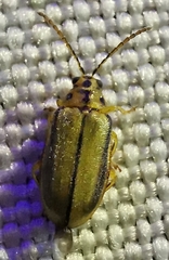 Xanthogaleruca luteola